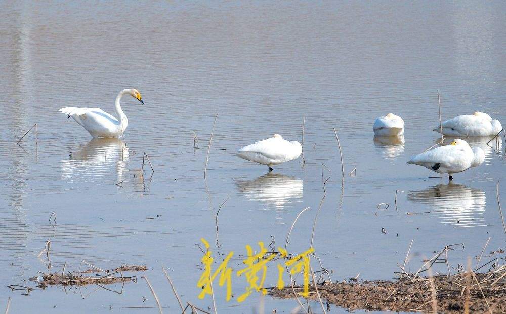 成群野生鸟落户鹊山水库沉沙池越冬