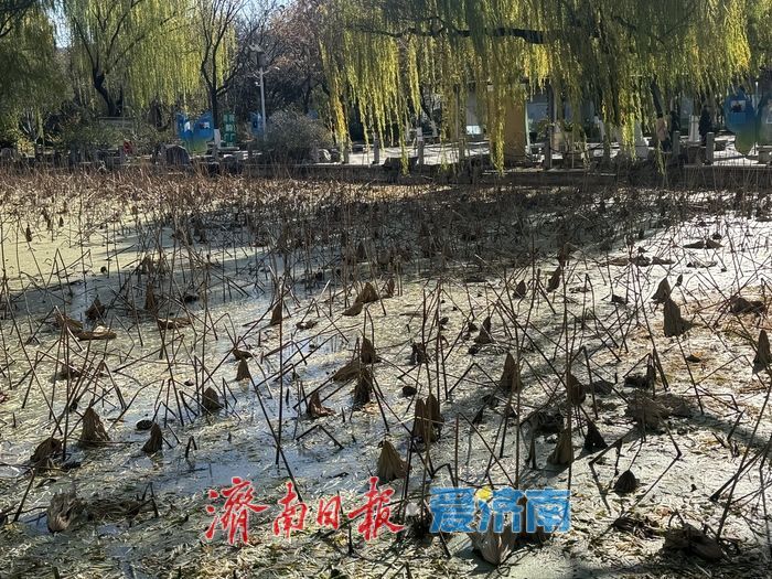 暖阳映残荷 冬日荷景绘就诗意画卷