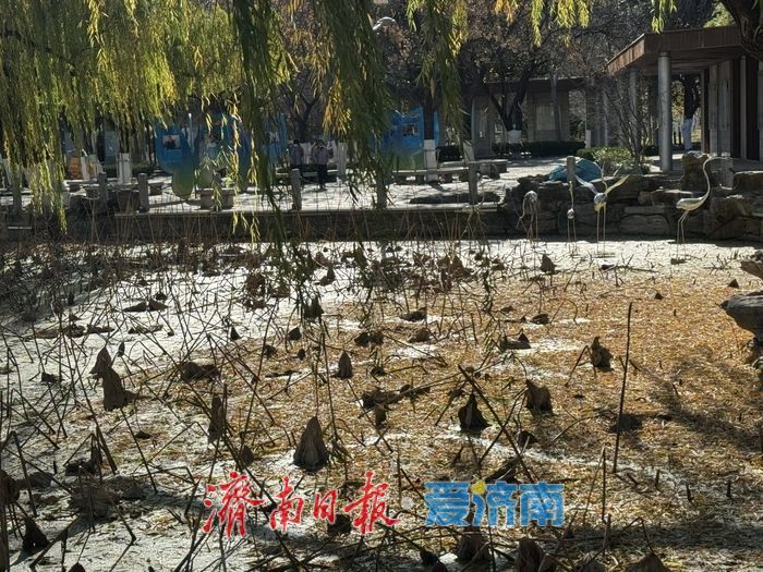 暖阳映残荷 冬日荷景绘就诗意画卷