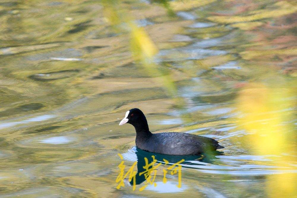 白骨顶鸡逐浪大明湖见证泉城生态之美