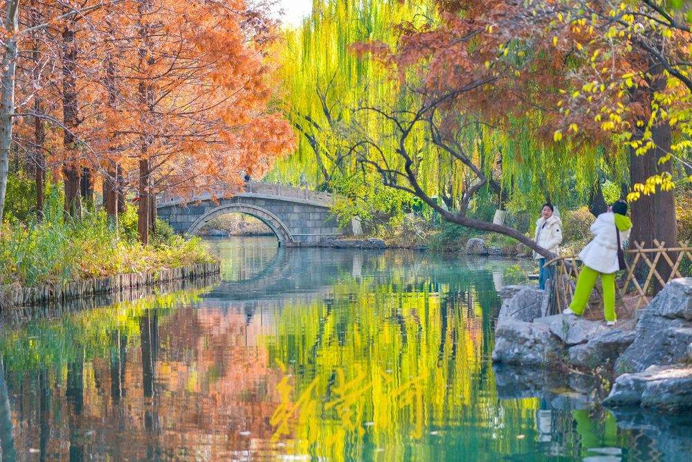 冬日暖阳映照大明湖 金黄垂柳装点“秋韵冬景”