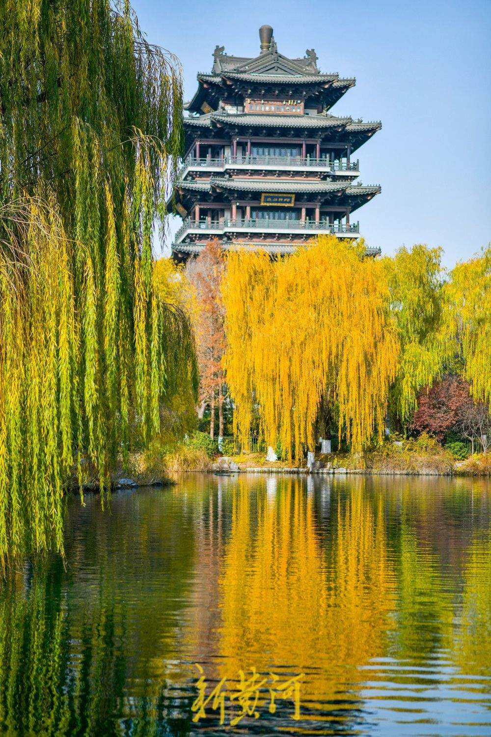 冬日暖阳映照大明湖 金黄垂柳装点“秋韵冬景”