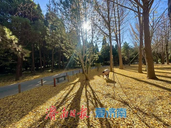 泉城公园银杏叶铺金 市民游客打卡赏冬景