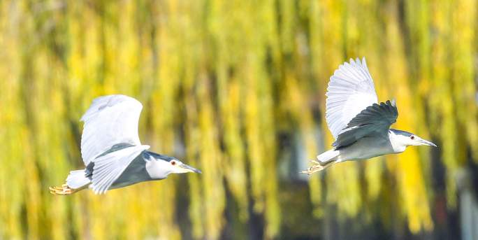 一年四季 泉在济南丨鹭鸟栖息大明湖越冬 五连拍看鸟儿踏水觅食
