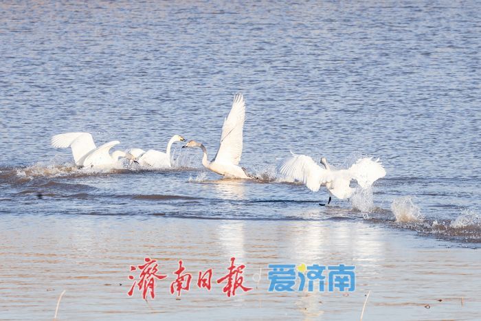 黄河畔的“天鹅越冬秘境” 鹊山水库沉沙池见证济南生态蝶变