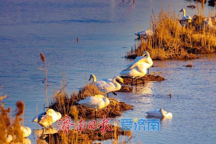黄河畔的“天鹅越冬秘境” 鹊山水库沉沙池见证济南生态蝶变