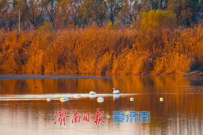 黄河畔的“天鹅越冬秘境” 鹊山水库沉沙池见证济南生态蝶变