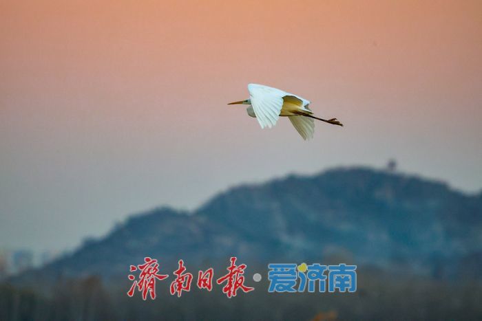 黄河畔的“天鹅越冬秘境” 鹊山水库沉沙池见证济南生态蝶变