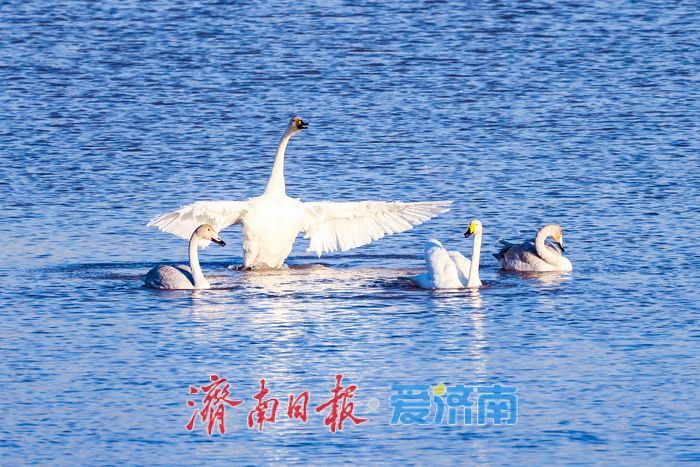 黄河畔的“天鹅越冬秘境” 鹊山水库沉沙池见证济南生态蝶变