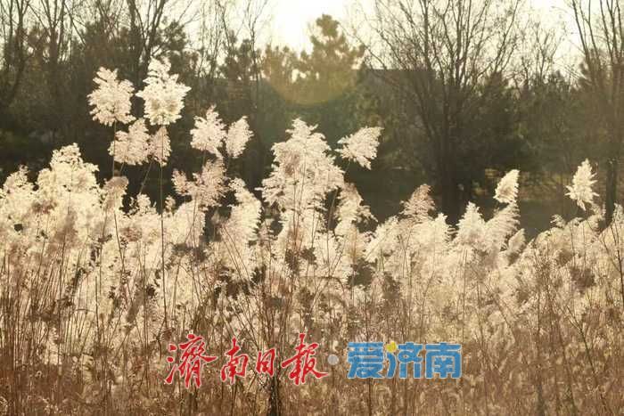 风过苇梢,湖映冬阳 济西湿地的冬日限定美好