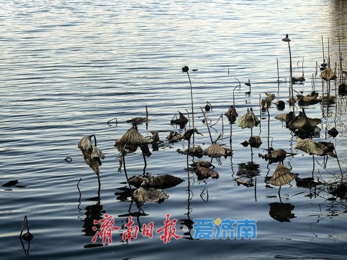 风过苇梢,湖映冬阳 济西湿地的冬日限定美好