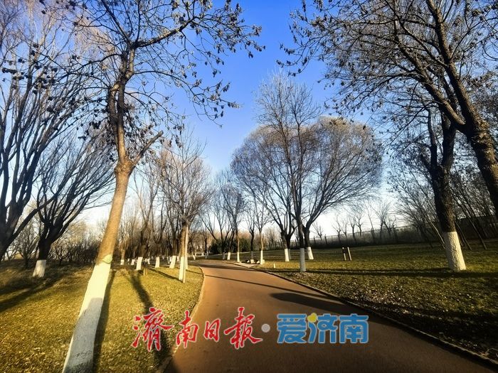 风过苇梢,湖映冬阳 济西湿地的冬日限定美好