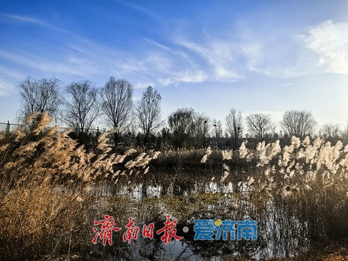 风过苇梢,湖映冬阳 济西湿地的冬日限定美好