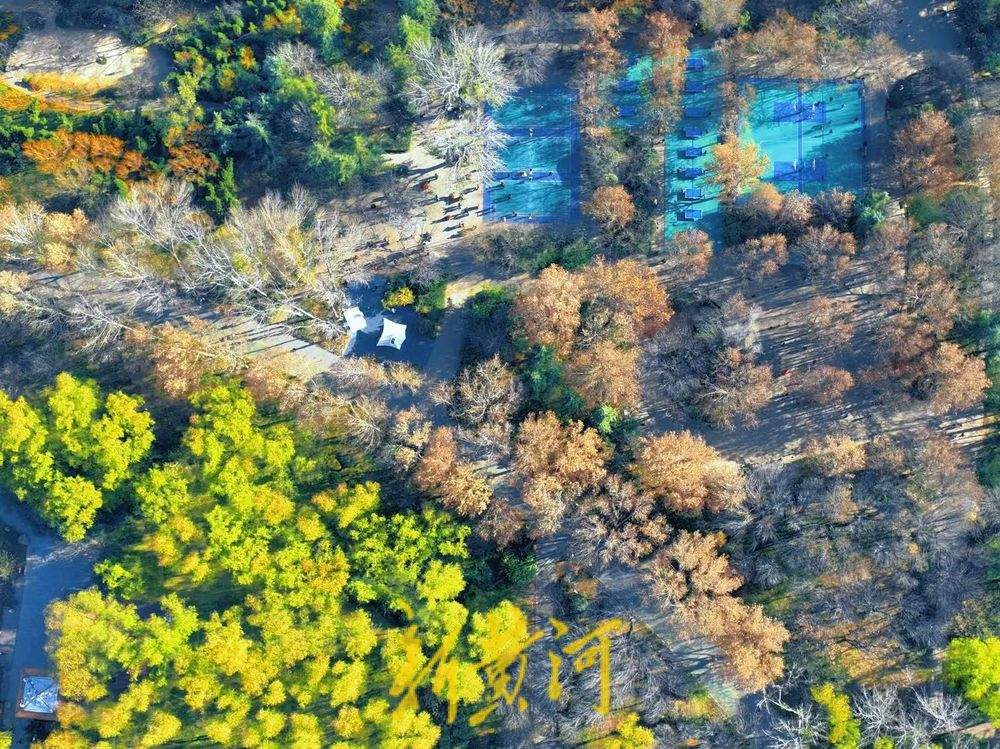 一年四季 泉在济南丨冬日“秋景” 济南森林公园彩叶斑斓宛若巨幅油画