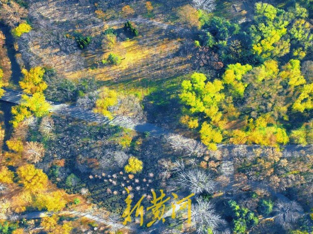 一年四季 泉在济南丨冬日“秋景” 济南森林公园彩叶斑斓宛若巨幅油画