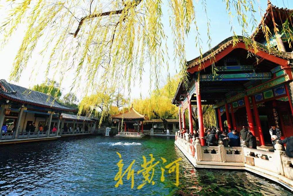 泉城仲冬暖如春 “趵突腾空”映金柳