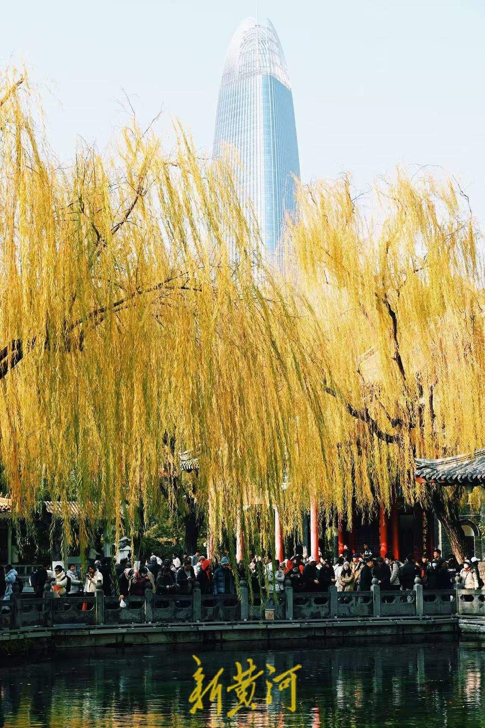 泉城仲冬暖如春 “趵突腾空”映金柳