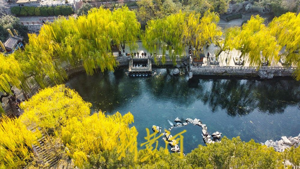 垂柳依依色彩斑斓，济南冬日护城河畔诗意浓