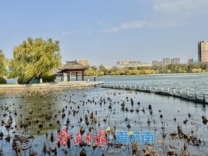 一年四季 泉在济南丨冬日大明湖静谧雅致 湖光冬韵醉泉城