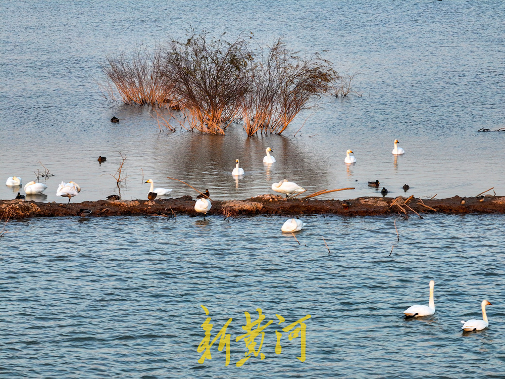 候鸟齐聚黄河岸!济南鹊山水库沉沙池变身“天鹅剧场”