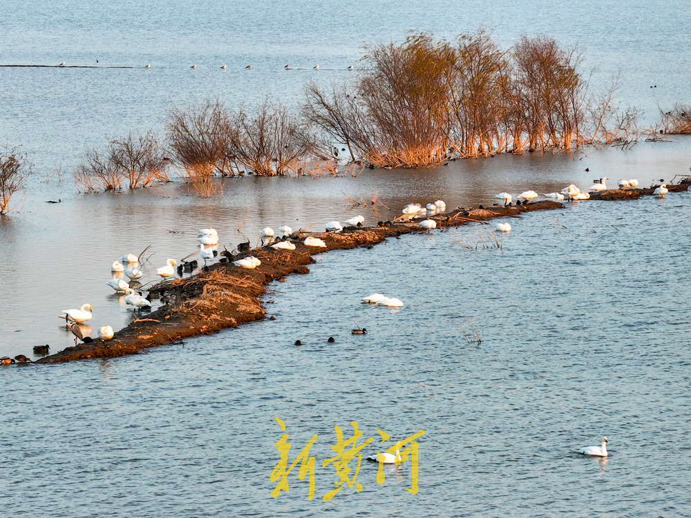 候鸟齐聚黄河岸!济南鹊山水库沉沙池变身“天鹅剧场”
