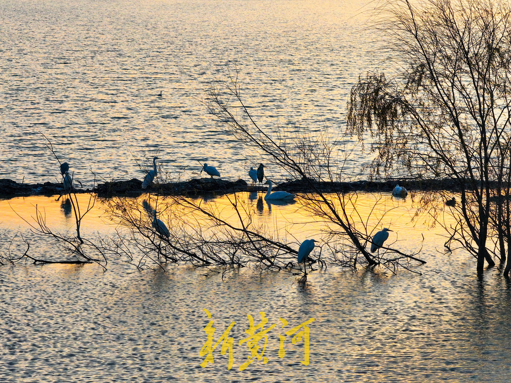 候鸟齐聚黄河岸!济南鹊山水库沉沙池变身“天鹅剧场”