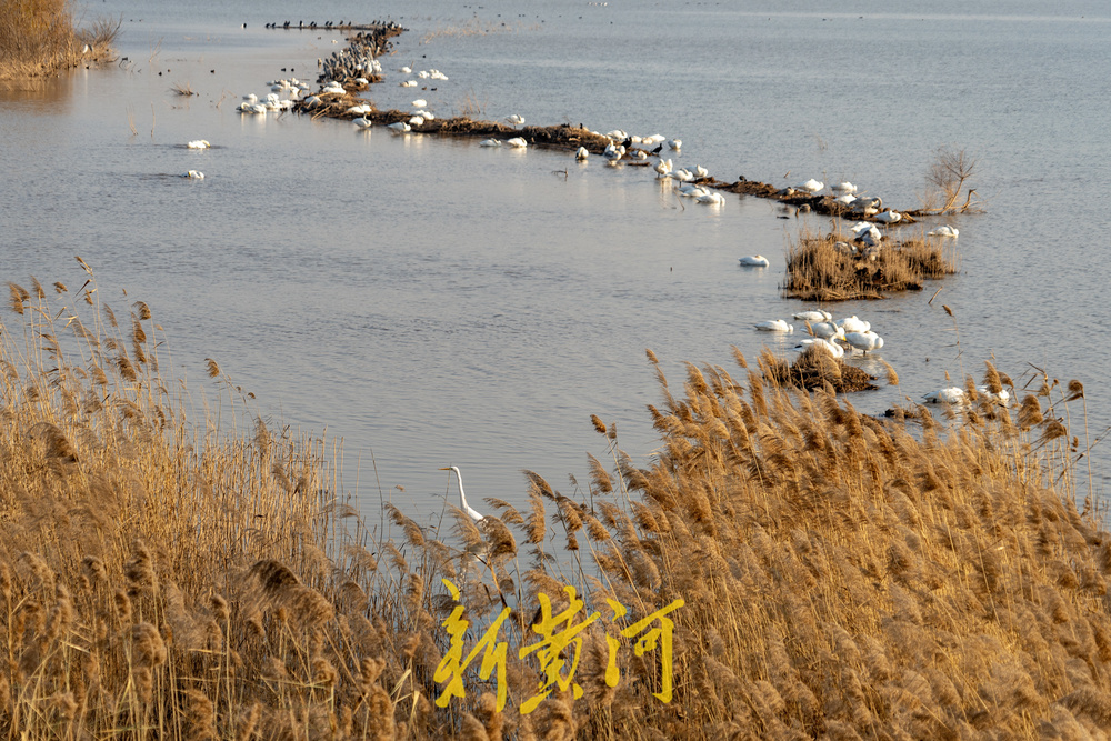 候鸟齐聚黄河岸!济南鹊山水库沉沙池变身“天鹅剧场”