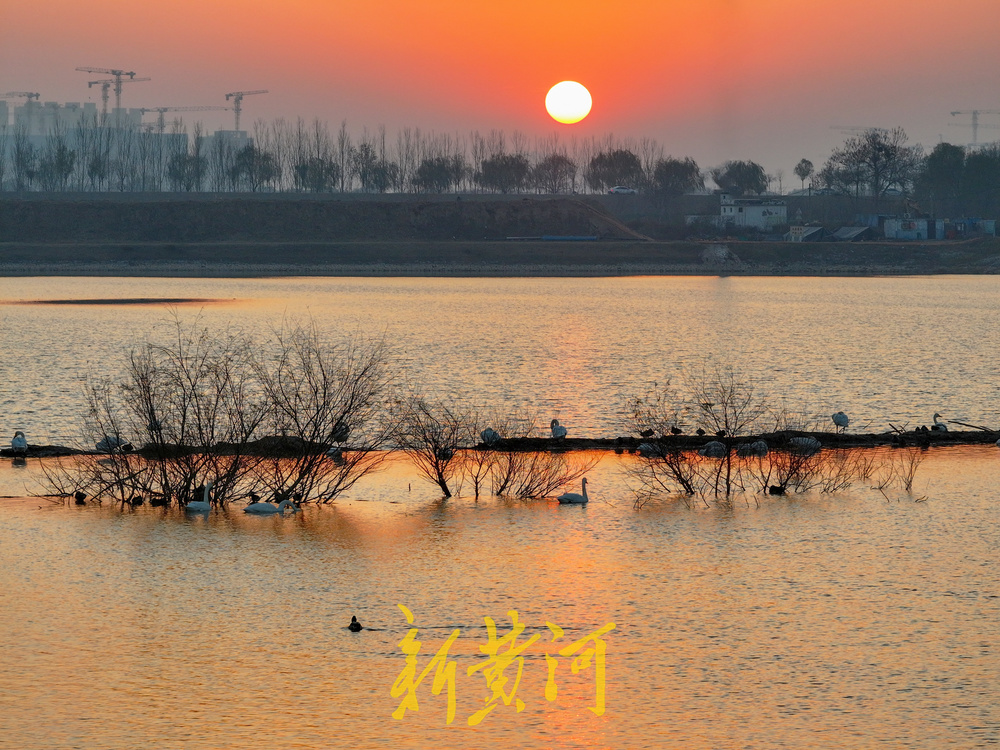 候鸟齐聚黄河岸!济南鹊山水库沉沙池变身“天鹅剧场”