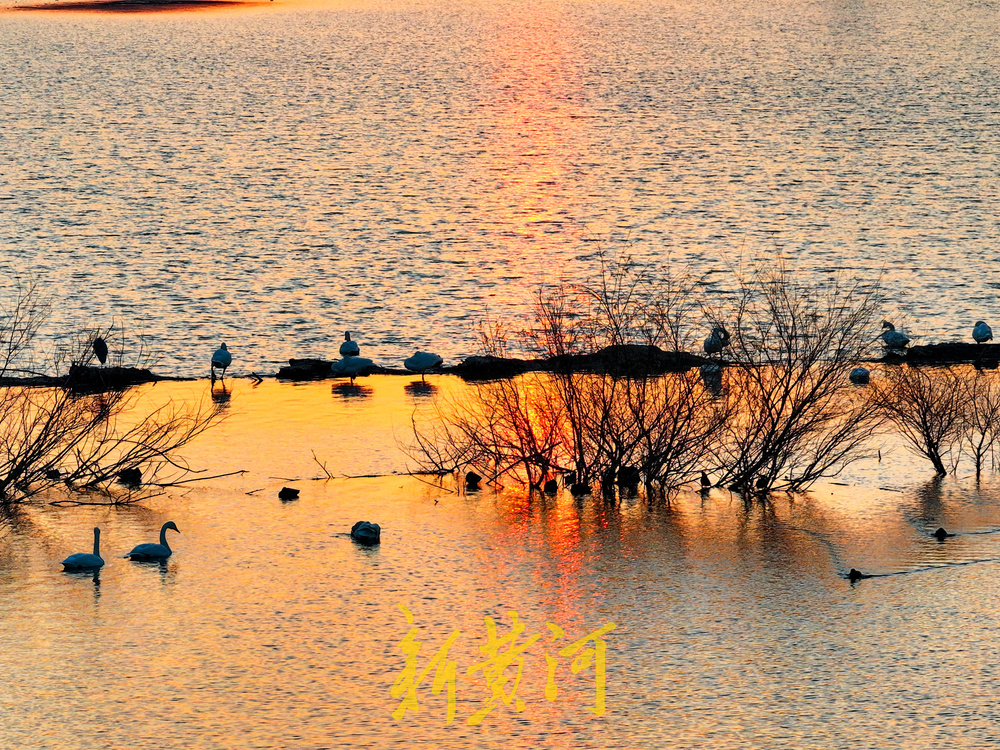 候鸟齐聚黄河岸!济南鹊山水库沉沙池变身“天鹅剧场”