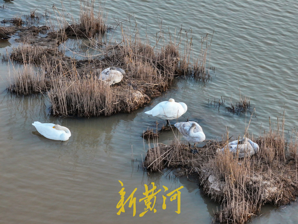 候鸟齐聚黄河岸!济南鹊山水库沉沙池变身“天鹅剧场”