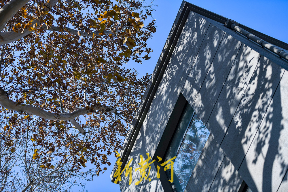 一年四季 泉在济南丨百年法桐织就“金色时光隧道” 济南老商埠冬日披金装