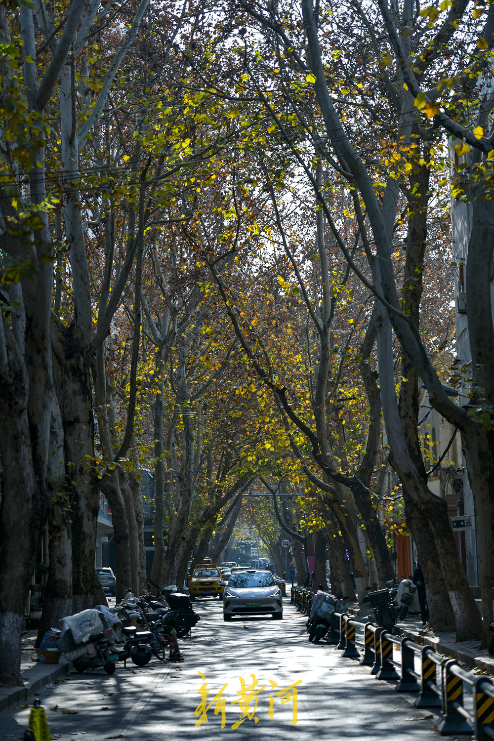 一年四季 泉在济南丨百年法桐织就“金色时光隧道” 济南老商埠冬日披金装