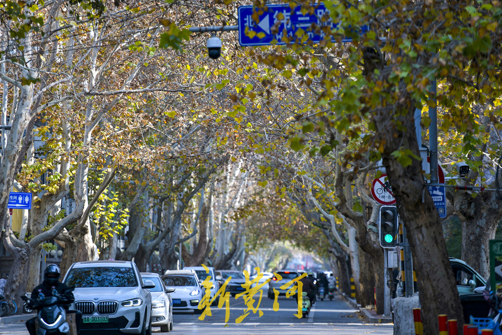 一年四季 泉在济南丨百年法桐织就“金色时光隧道” 济南老商埠冬日披金装