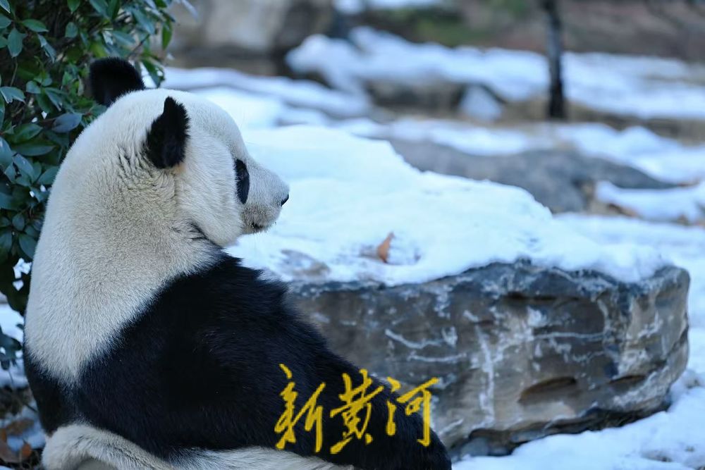 济南雪后初霁 大熊猫雅吉踏雪嬉戏引游人驻足
