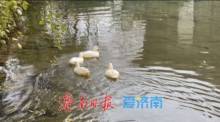 一年四季 泉在济南丨初冬五龙潭：生机盎然绘就别样冬日画卷