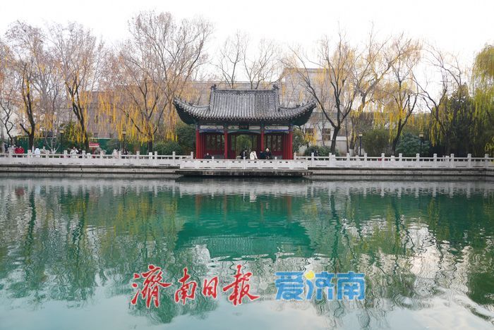 一年四季 泉在济南丨金叶映泉 珍珠泉冬日诗境惹人醉