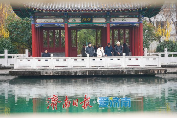 一年四季 泉在济南丨金叶映泉 珍珠泉冬日诗境惹人醉