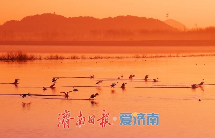 天鹅翩跹绘就冬日生态盛景