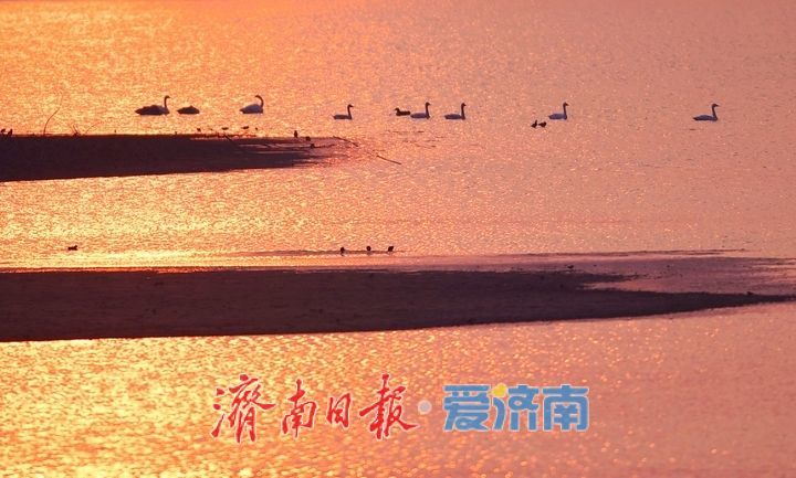 天鹅翩跹绘就冬日生态盛景