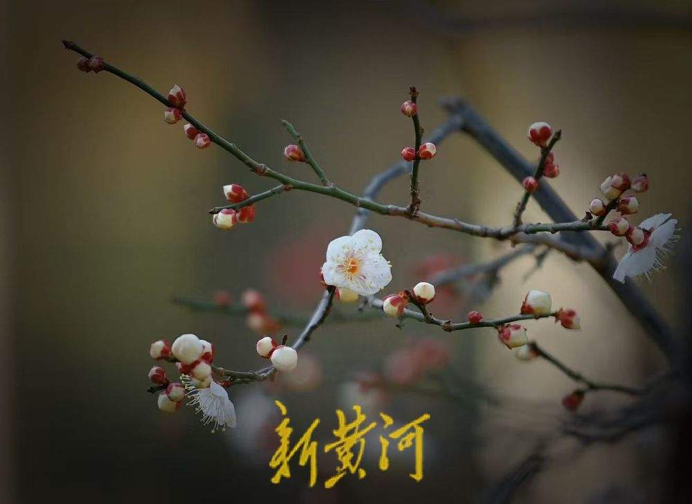 济南冬日里的浪漫 趵突泉畔梅花盛放清香醉人