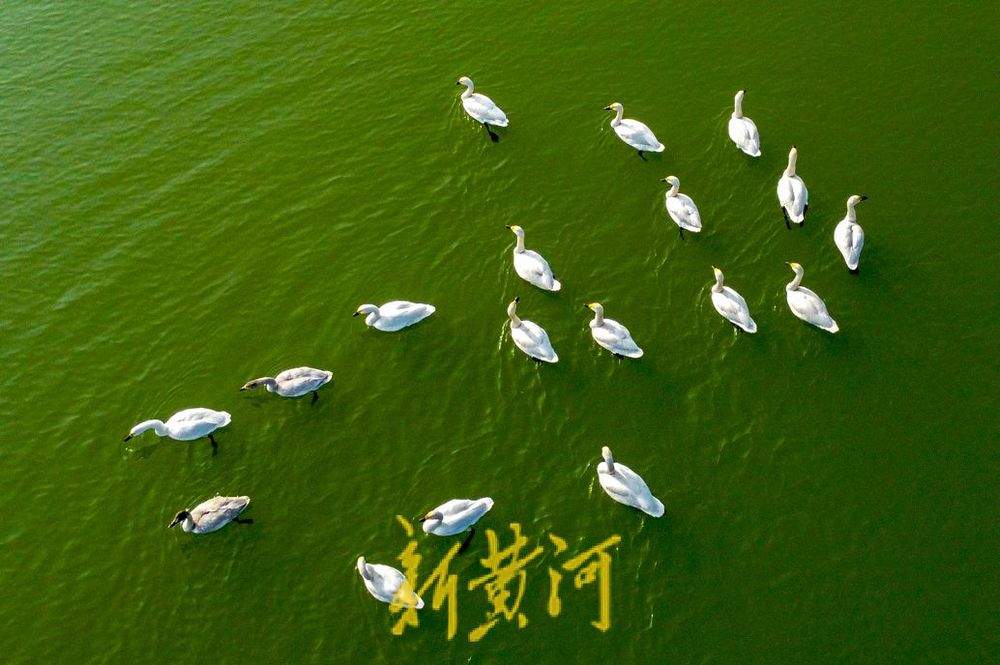 天鹅群栖济南玉清湖沉砂池 宛若翡翠上的颗颗白玉