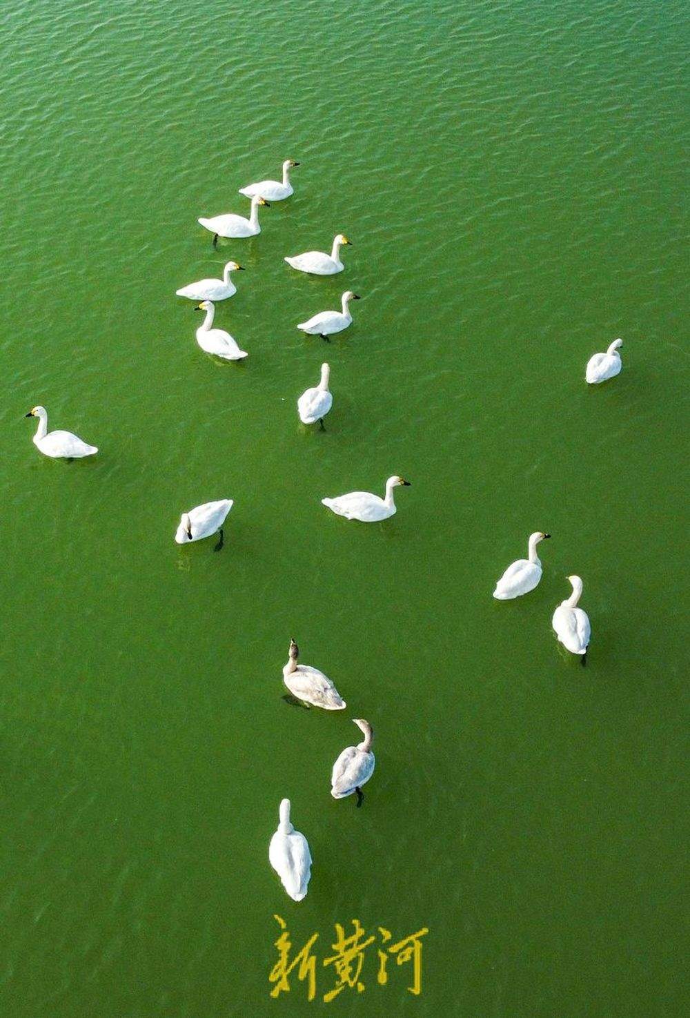 天鹅群栖济南玉清湖沉砂池 宛若翡翠上的颗颗白玉