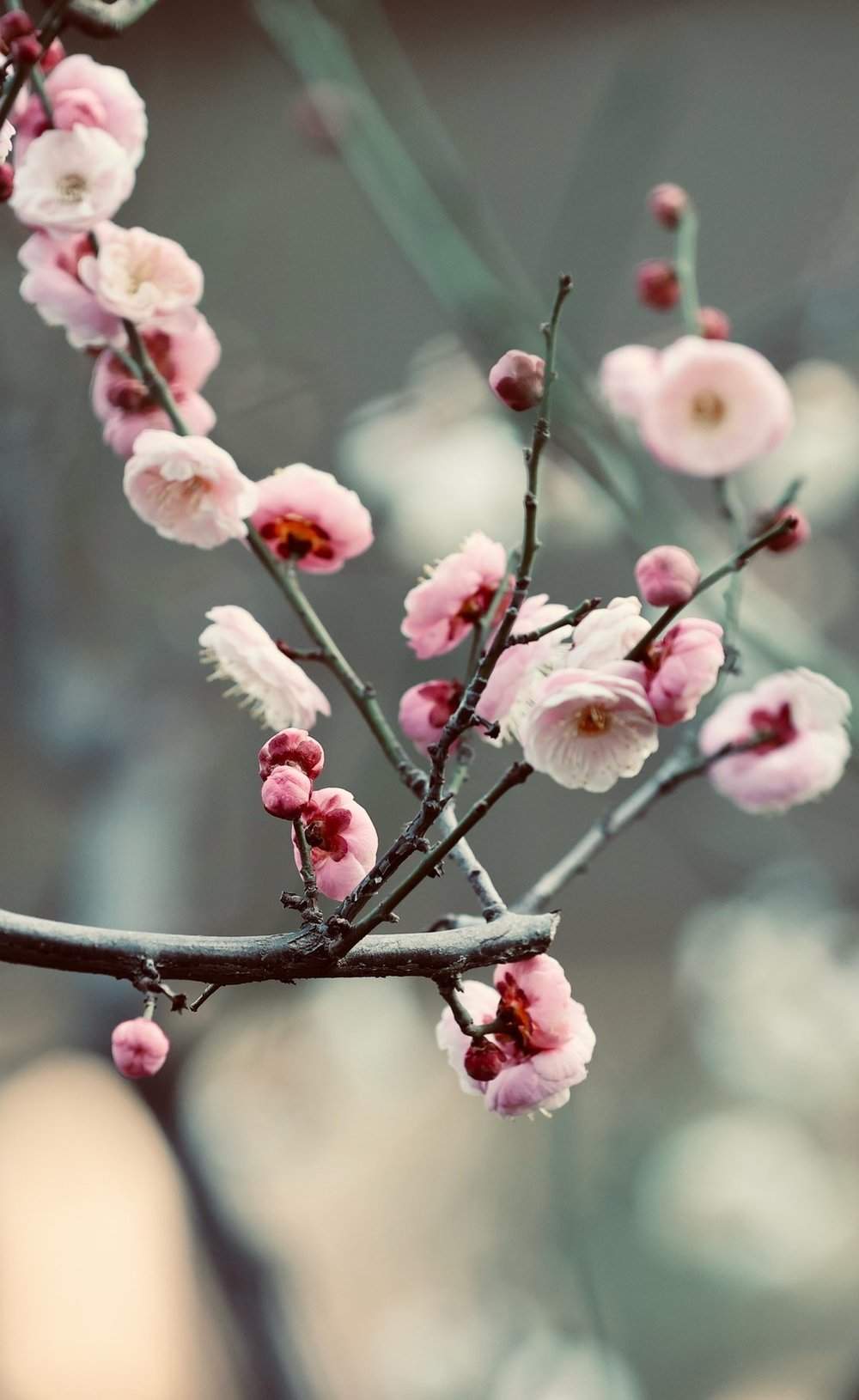 提前两个多月开放，趵突泉畔“梅”景迷人