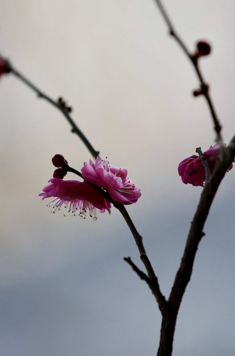 提前两个多月开放，趵突泉畔“梅”景迷人