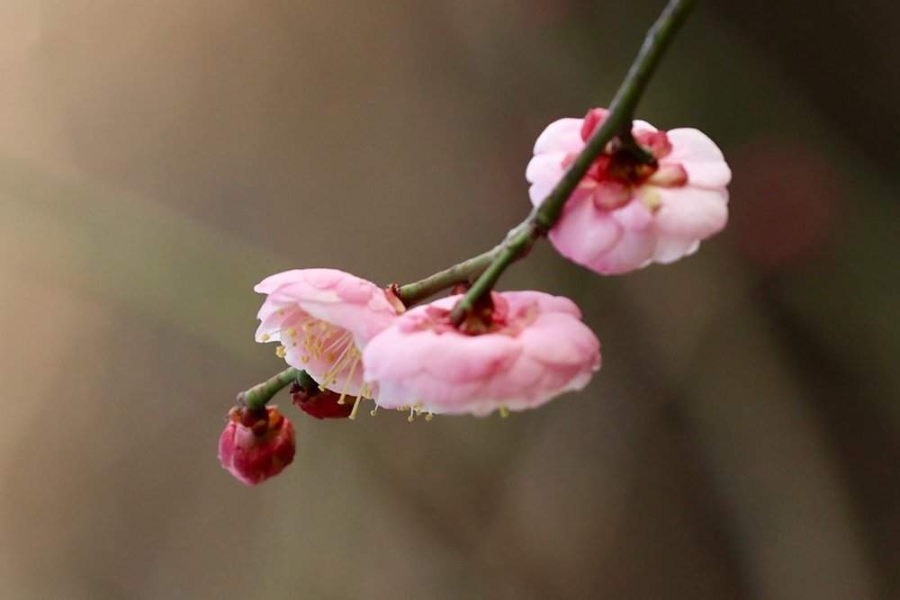 提前两个多月开放，趵突泉畔“梅”景迷人