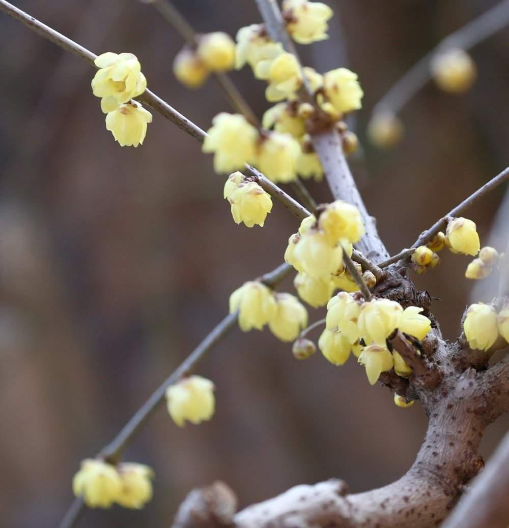 提前两个多月开放，趵突泉畔“梅”景迷人