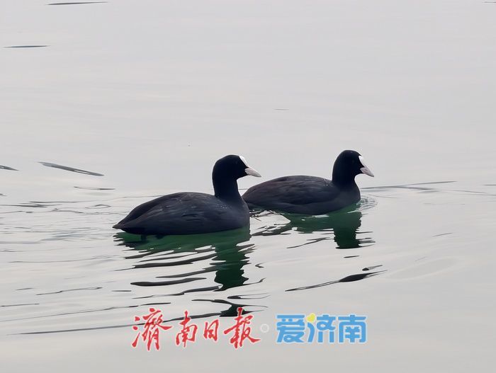 一年四季 泉在济南丨白骨顶鸡“组团”栖息越冬，见证泉城生态之美