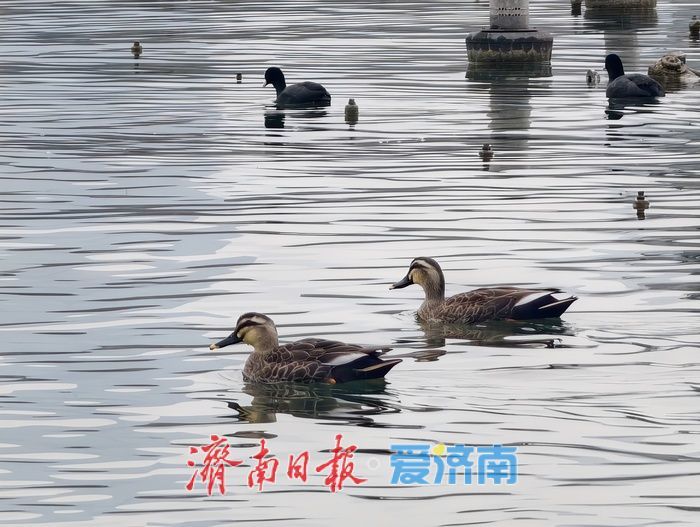 一年四季 泉在济南丨白骨顶鸡“组团”栖息越冬，见证泉城生态之美