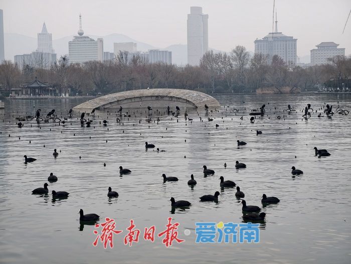 一年四季 泉在济南丨白骨顶鸡“组团”栖息越冬，见证泉城生态之美