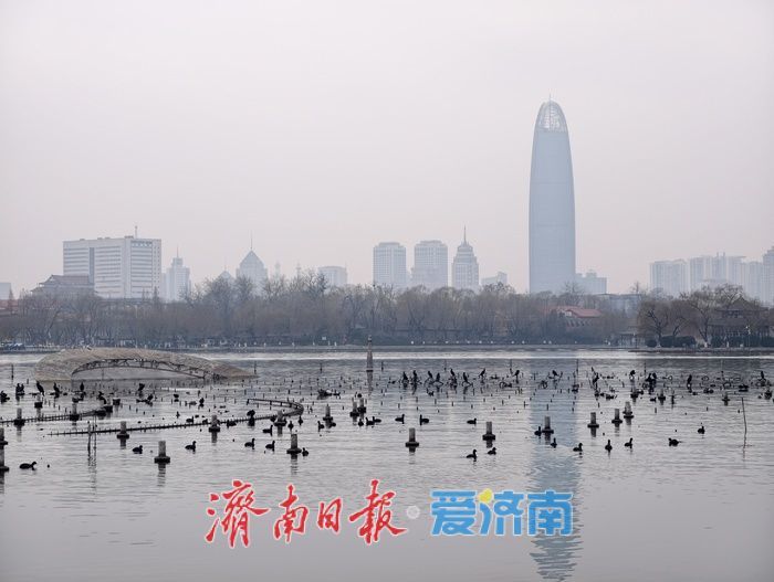 一年四季 泉在济南丨白骨顶鸡“组团”栖息越冬，见证泉城生态之美